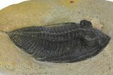 Bargain, Zlichovaspis Trilobite - Atchana, Morocco #137276-1